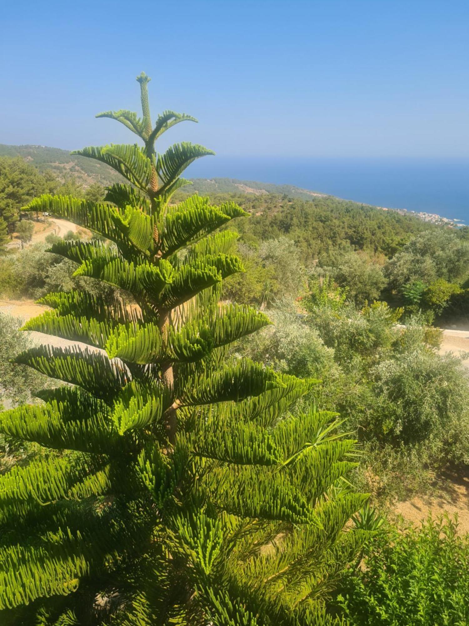 Spitikariotiko Panoramic Home Raches  Bagian luar foto